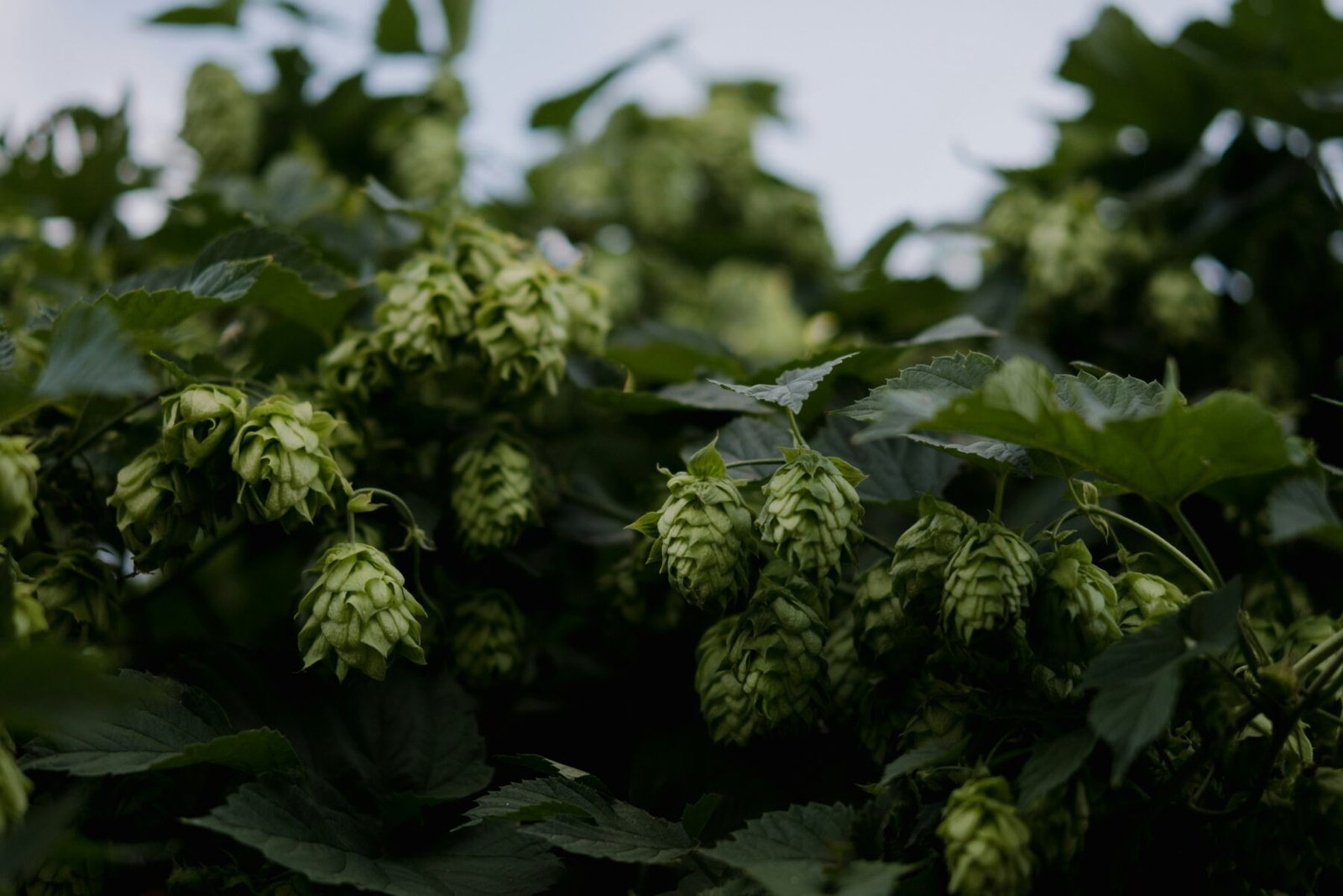Les bienfaits du houblon pour votre peau et votre bien-être